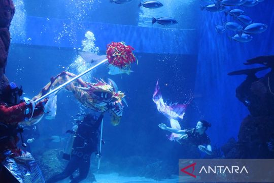 Atraksi liong bawah air di Jakarta Aquarium & Safari