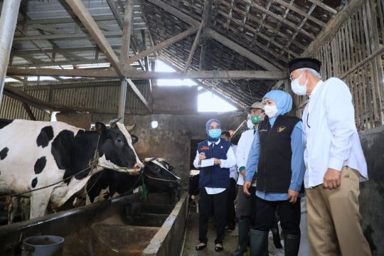 Jatim pertahankan posisi sentra produksi susu sapi tertinggi