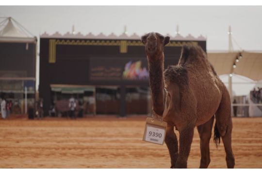 Arab Saudi gelar King Abdul Aziz Camel Festival selama 40 hari