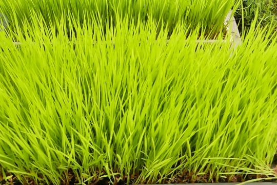 Pemkab Magelang genjot produktivitas padi organik