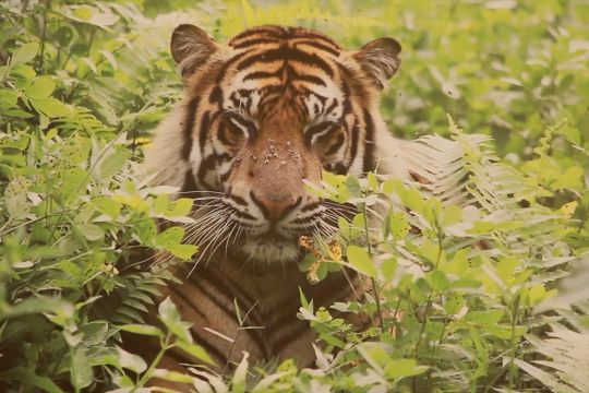 Harus ada evaluasi untuk hindari konflik manusia dengan harimau