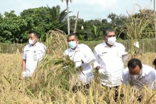Wagub Riau panen perdana padi di lahan kering