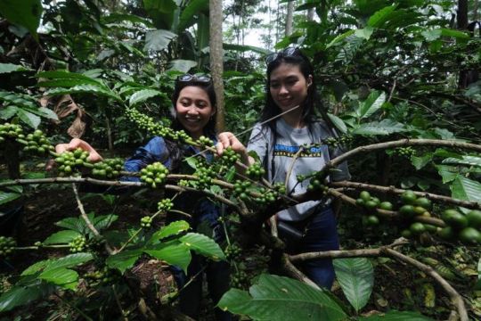 Wisata kebun kopi di kaki Gunung Merbabu Page 3 Small