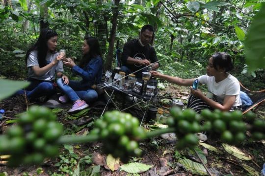 Wisata kebun kopi di kaki Gunung Merbabu Page 4 Small