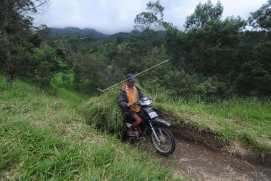 Aktivitas warga lereng Gunung Merapi kembali normal Page 1 Small