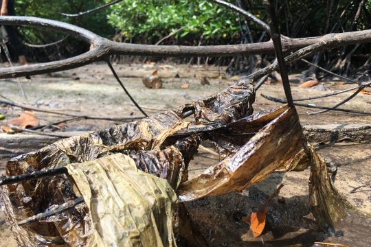 Minyak oli tutupi hutan mangrove Kuala Dangas Page 3 Small