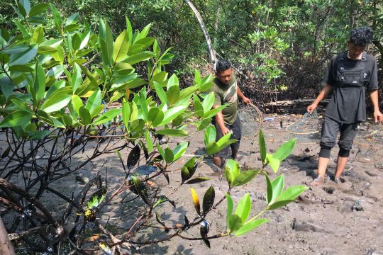 Minyak oli tutupi hutan mangrove Kuala Dangas Page 2 Small