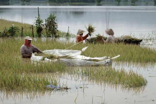 Padi siap panen rusak terendam banjir Page 1 Small