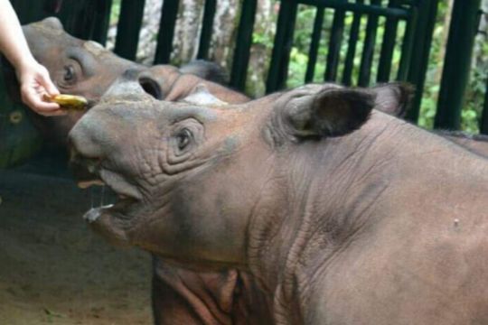 Badak Sumatera di Way Kambas bernama Rosa melahirkan bayi betina