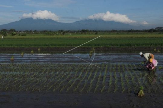 Nilai tukar petani naik Page 2 Small