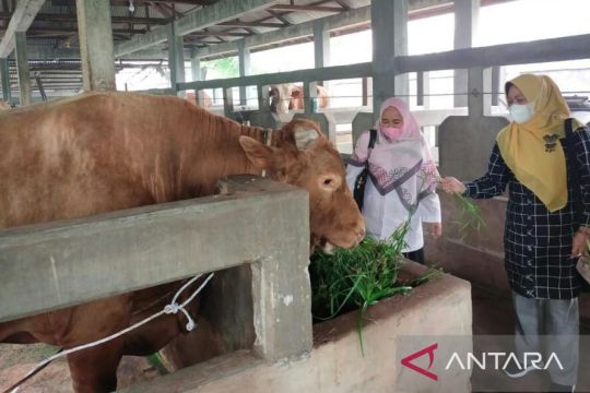Pemrov Riau aktifkan 24 jam posko waspada kasus PMK ternak sapi