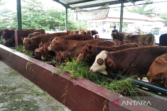 Empat ekor sapi terjangkit PMK di Rembang dinyatakan sembuh