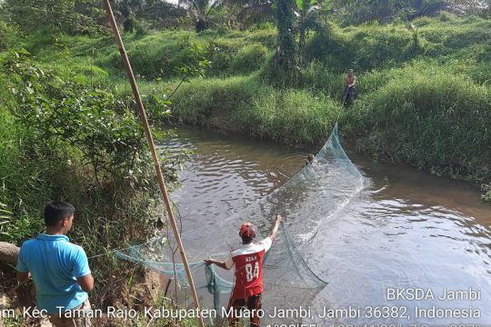 Pencarian buaya di Desa Kemingking Dalam Jambi dihentikan