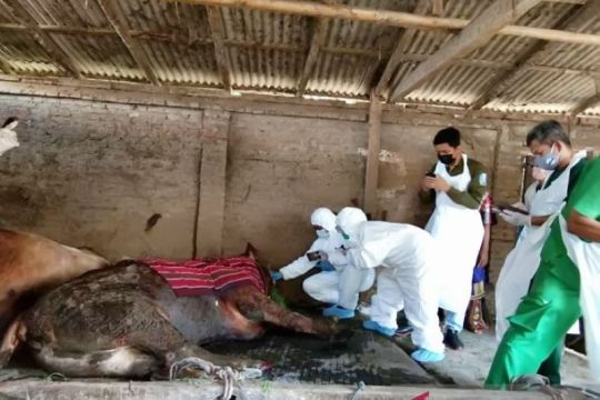 Sebanyak 25 ekor sapi di Kabupaten Magetan terjangkit PMK