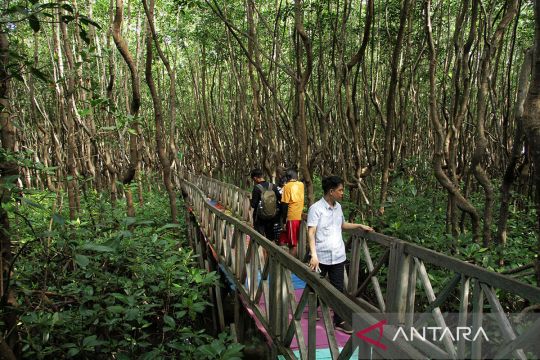 Ekowisata hutan mangrove di Sinjai