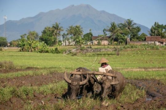 Membajak sawah dengan kerbau Page 2 Small