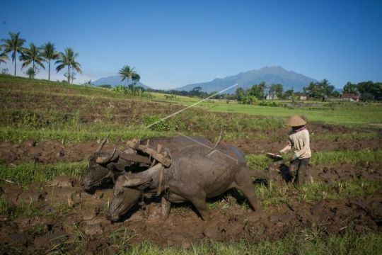 Membajak sawah dengan kerbau Page 1 Small