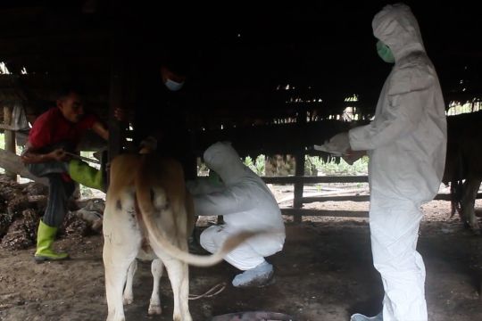 106 sapi di Aceh Barat terindikasi PMK, tim mulai ambil sampel