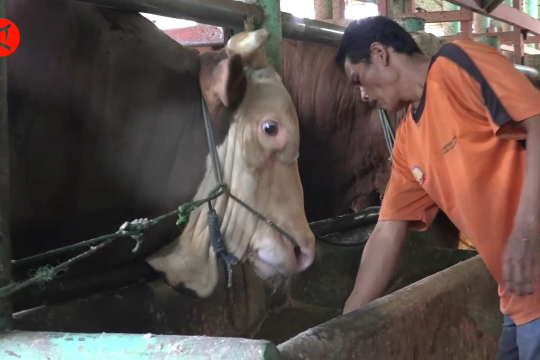 DKPP Bandung upayakan vaksinasi 10 ribu sapi