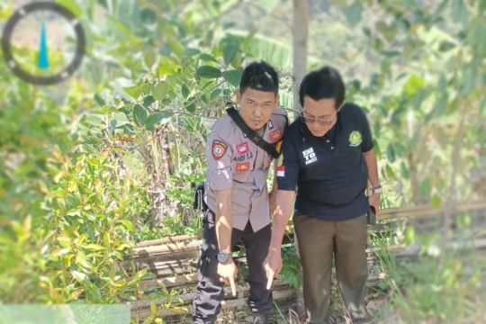 Penemuan jejak Harimau Sumatera gegerkan warga Kabupaten Solok