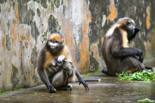 Fanjingshan jadi lokasi pusat penyelamatan monyet emas Guizhou China