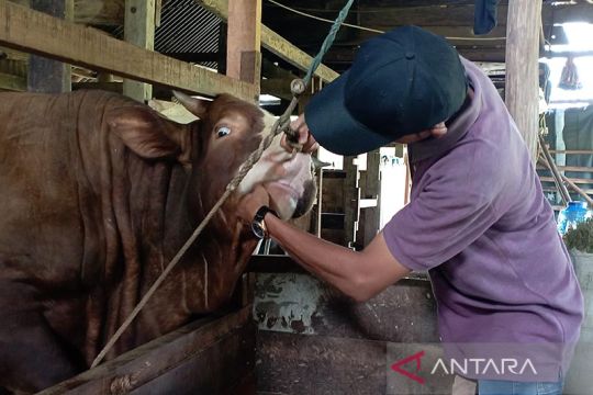 Sebanyak 1.200 sapi di Aceh Timur sembuh dari PMK