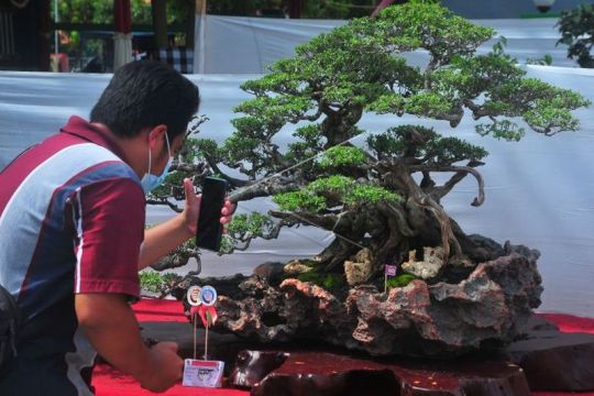 Pameran dan kontes tanaman bonsai Page 2 Small