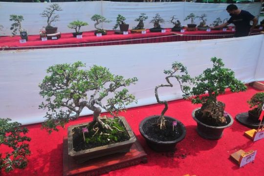 Pameran dan kontes tanaman bonsai Page 3 Small