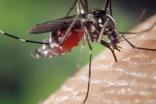 Menteri kesehatan Peru mundur di tengah maraknya wabah demam berdarah