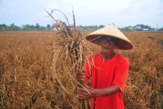 Ribuan hektare tanaman padi gagal panen Page 1 Small