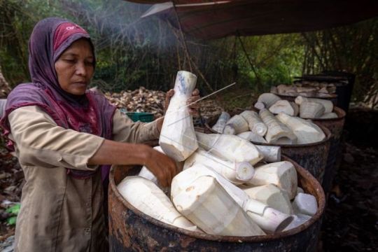 Pengolahan rebung untuk makanan lumpia Page 1 Small