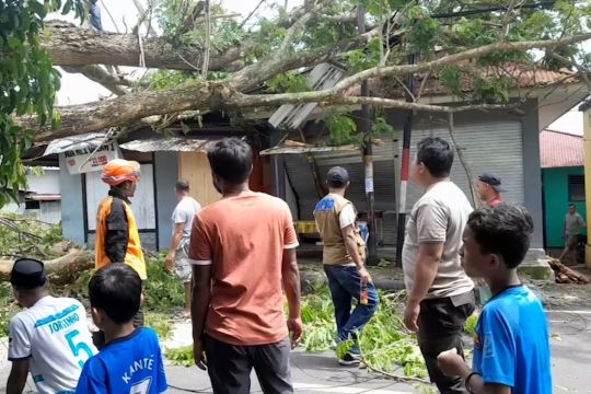Pohon tumbang menimpa rumah warga di Ternate