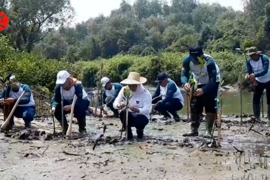 Khofifah: Jatim perlu sinergi hulu hilir mangrove untuk kehidupan