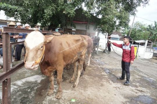 Jual beli sapi turun akibat penyakit LSD Page 3 Small