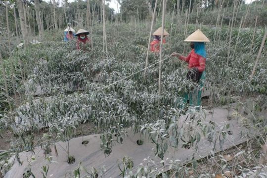 Lahan pertanian terdampak abu vulkanis Gunung Merapi Page 2 Small