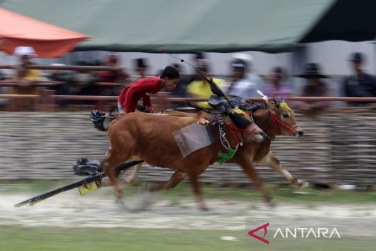 Karapan Sapi Piala KASAD