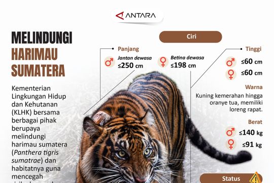 Melindungi harimau sumatera