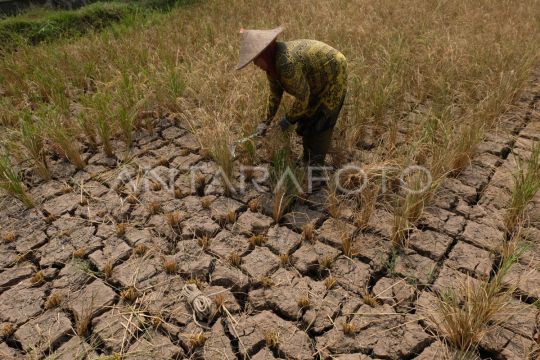 Gagal panen padi akibat kemarau Page 2 Small