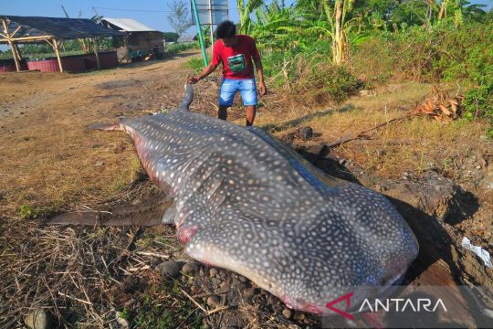 Ikan hiu tutul terjaring nelayandi Jepara Page 1 Small