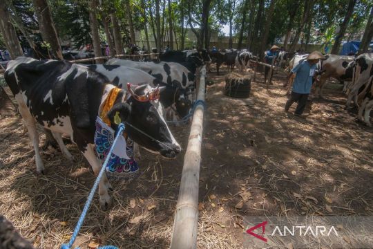 Kontes sapi perah di Salatiga Page 2 Small