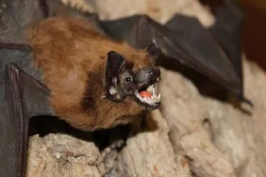 Malaysia tingkatkan skrining di pintu internasional antisipasi Nipah