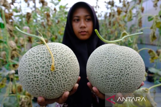 Panen melon di Temanggung Page 2 Small