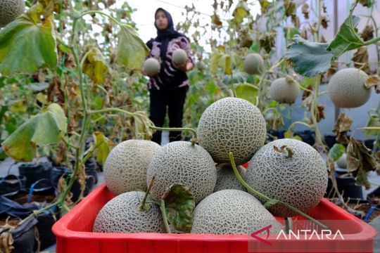 Panen melon di Temanggung Page 1 Small