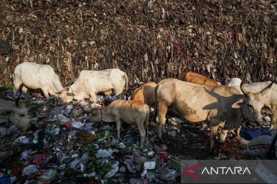 Sapi tidak layak konsumsi di TPA Page 2 Small