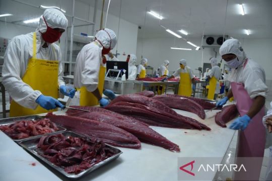 Morotai dan awal kebangkitan hilirisasi tuna Nusantara