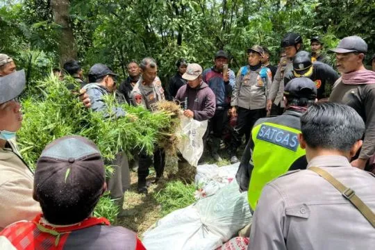 Polres Lumajang temukan ratusan tanaman ganja di lereng Semeru