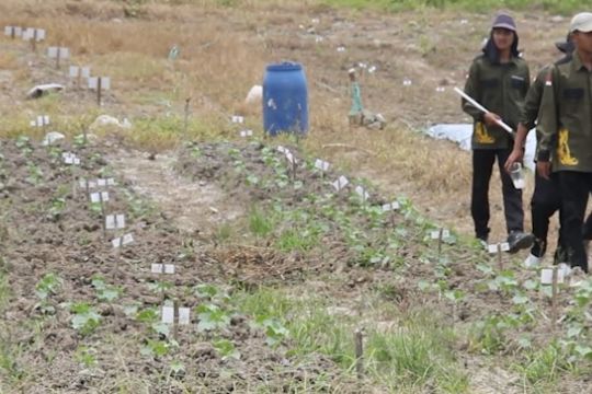 Aneka fungsi lahan eks tambang di Kaltim untuk pertanian hingga ternak
