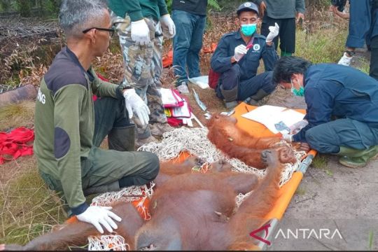 BKSDA Kalteng temukan tiga butir peluru bersarang di induk orang utan