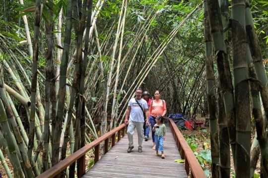 Bambu di hutan Arashimaya ditebang untuk cegah vandalisme lebih jauh