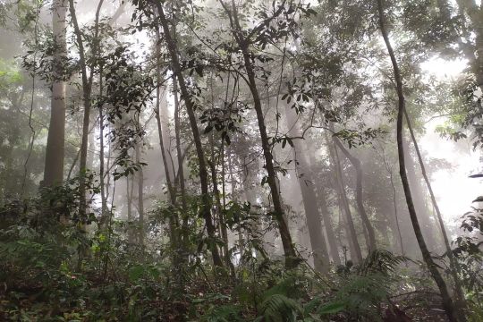 Kemenhut: Kehadiran Kejagung untuk pencocokan data kawasan hutan